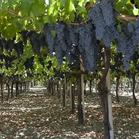 Borgo Dei Vigneti